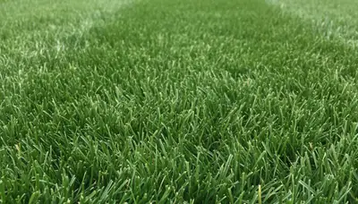 Close-up of freshly mowed lawn showing precise grass blade cuts by Chop Chop Landscaping in Cambridge, MA