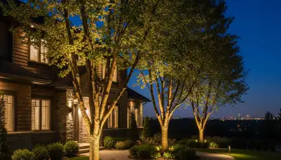 Dramatic tree uplighting design in Cambridge, MA showcasing professional landscape lighting at night