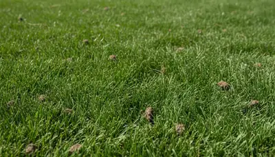 Healthy Cambridge MA lawn recovering after professional aeration by Chop Chop Landscaping
