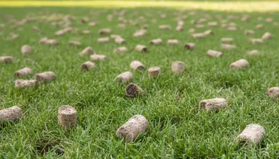 Close-up of soil core plugs after lawn aeration on a Cambridge MA lawn by Chop Chop Landscaping